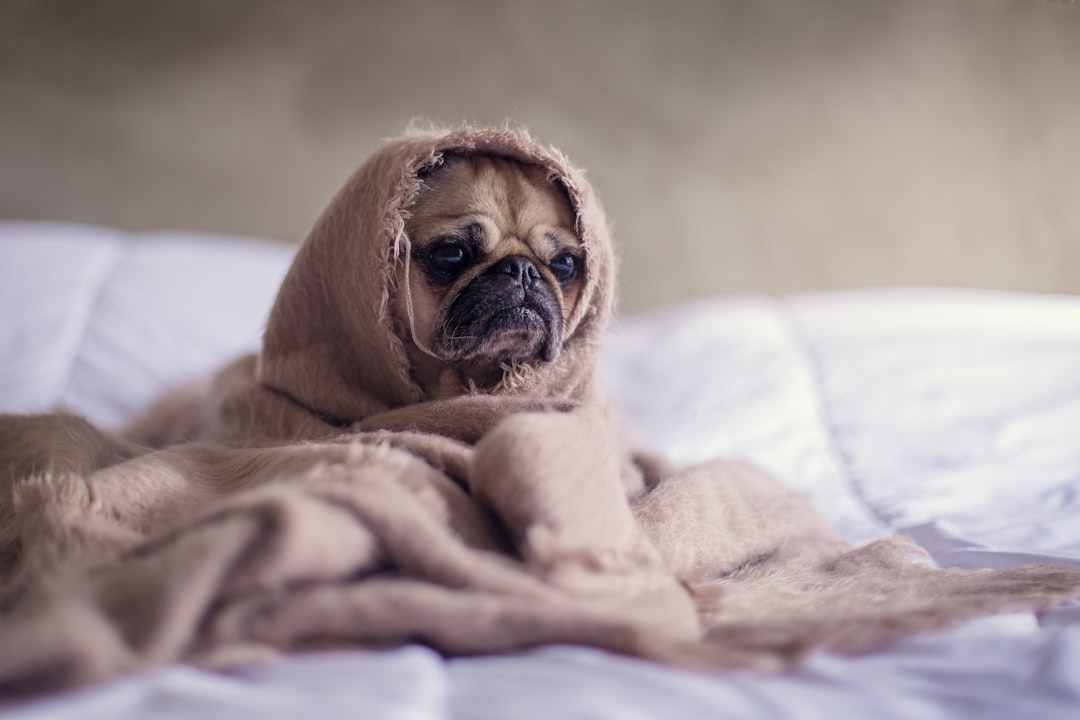 Photo Dog, whipped cream