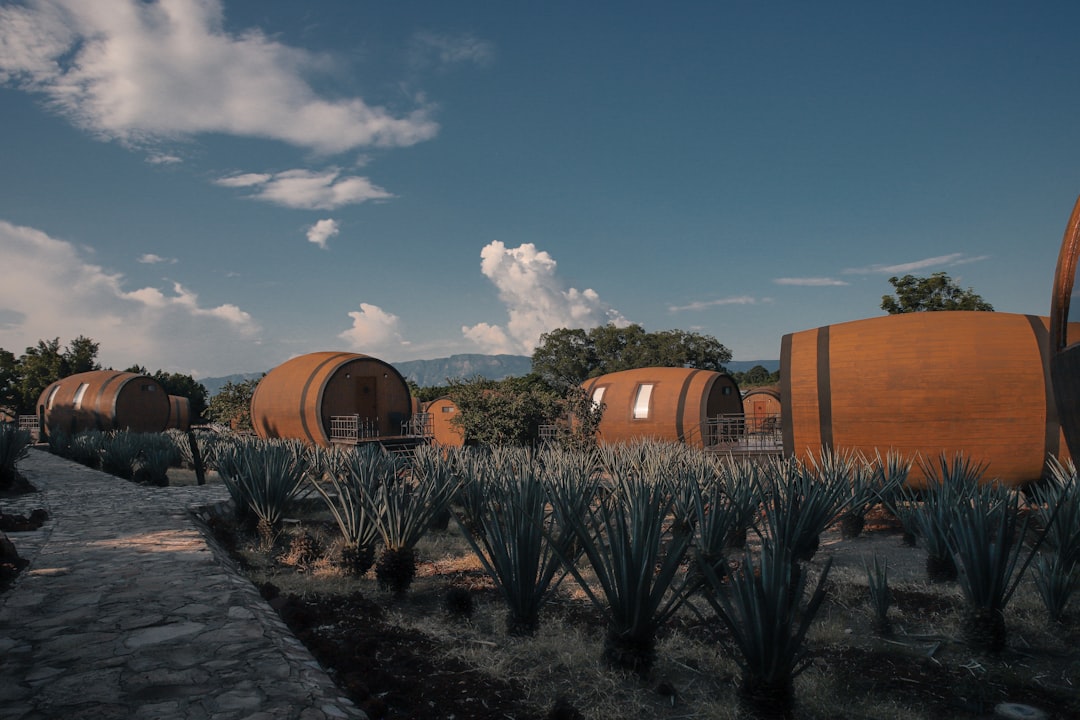 High Noon Tequila Seltzer: The Ultimate Daytime Drink